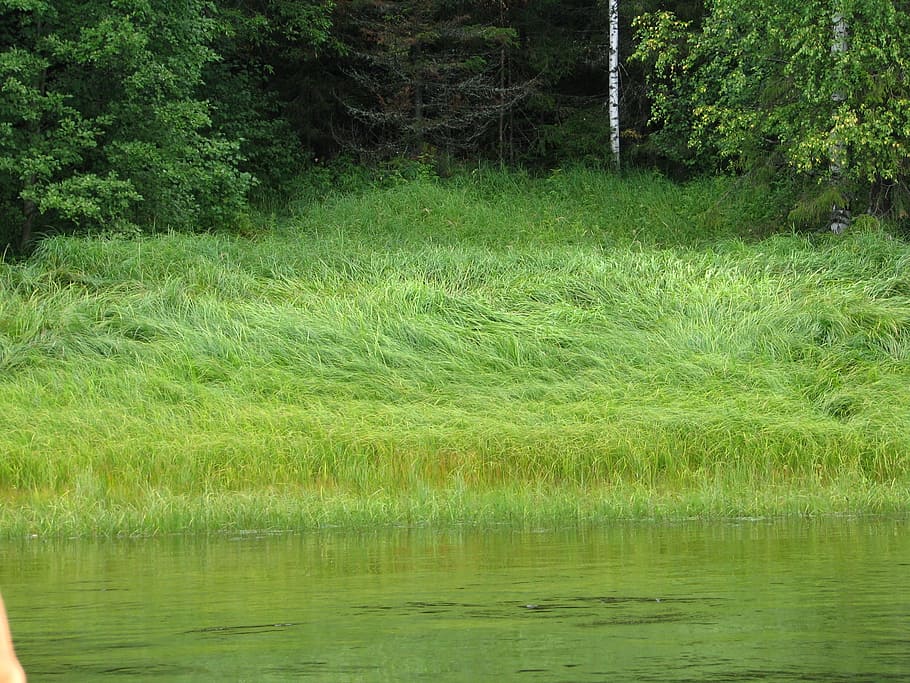 beach, river, grass, forest, vacation, nature, wild wood, russia HD wallpaper