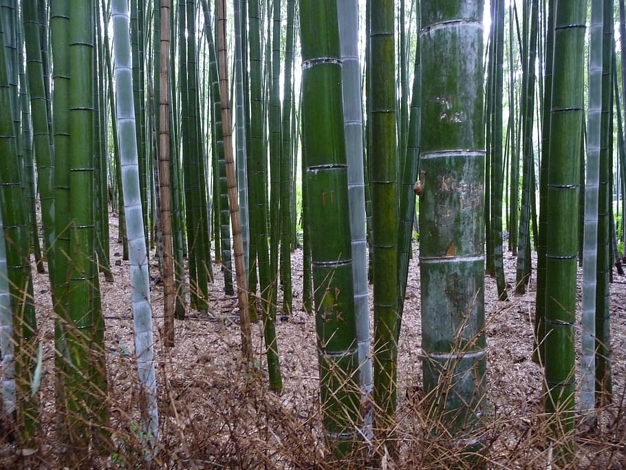 selective focus photography of bamboo sticks, bamboo forest HD wallpaper