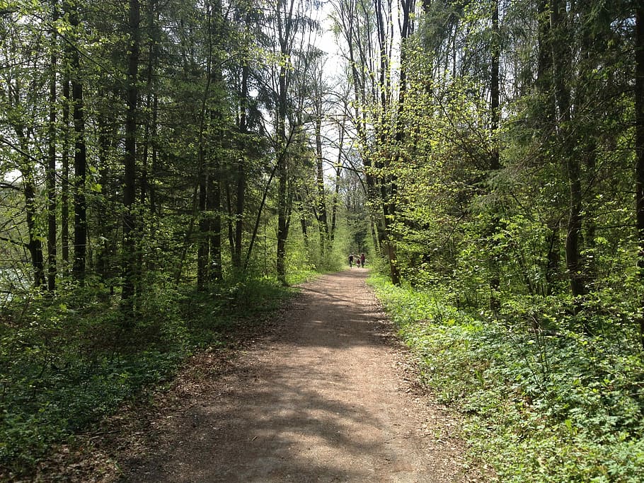 Forest, Away, Path, Nature, forest path, hiking, on foot, tree HD wallpaper