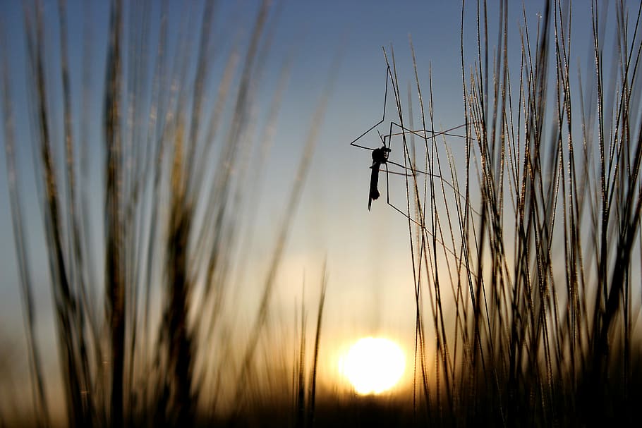 nature, grass, close, sunset, silhouette, sky, plant, beauty in nature HD wallpaper