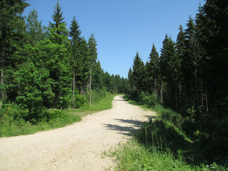 trail, forest, nature, landscape, woods, outdoor, tree, green HD wallpaper