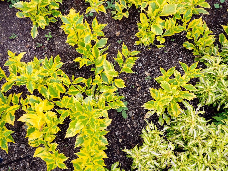 outdoors, environment, green, leafs, plant, nature, field, garden HD wallpaper