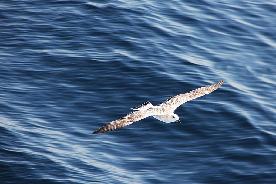 seagull, flight, fly, bird, water bird, in flight, wing beat HD wallpaper