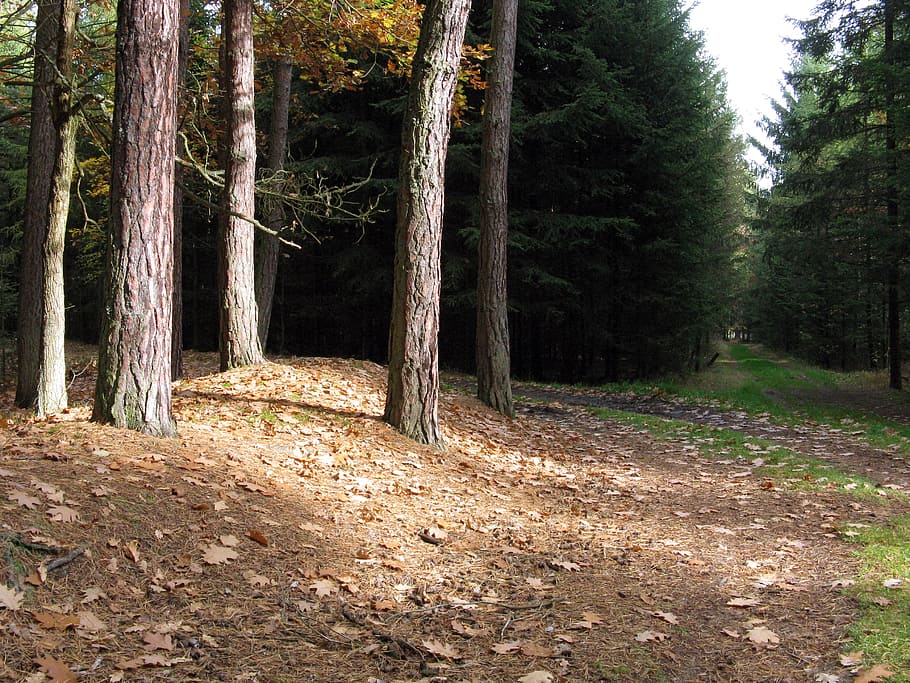 forest, forest road, trees, nature, autumn, leaf, outdoors HD wallpaper