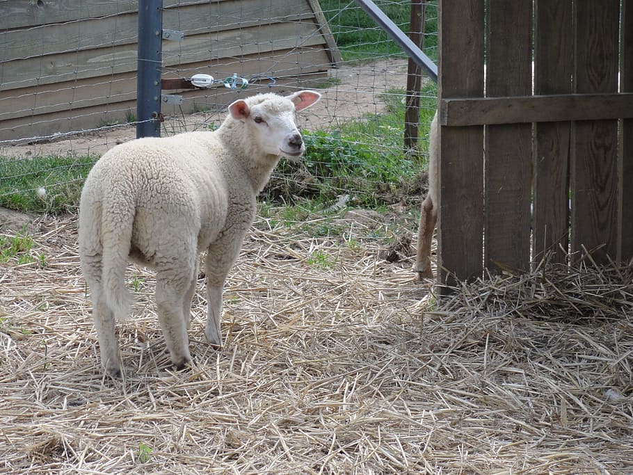 sheep, ovine, animal, mammal, animal themes, one animal, vertebrate HD wallpaper