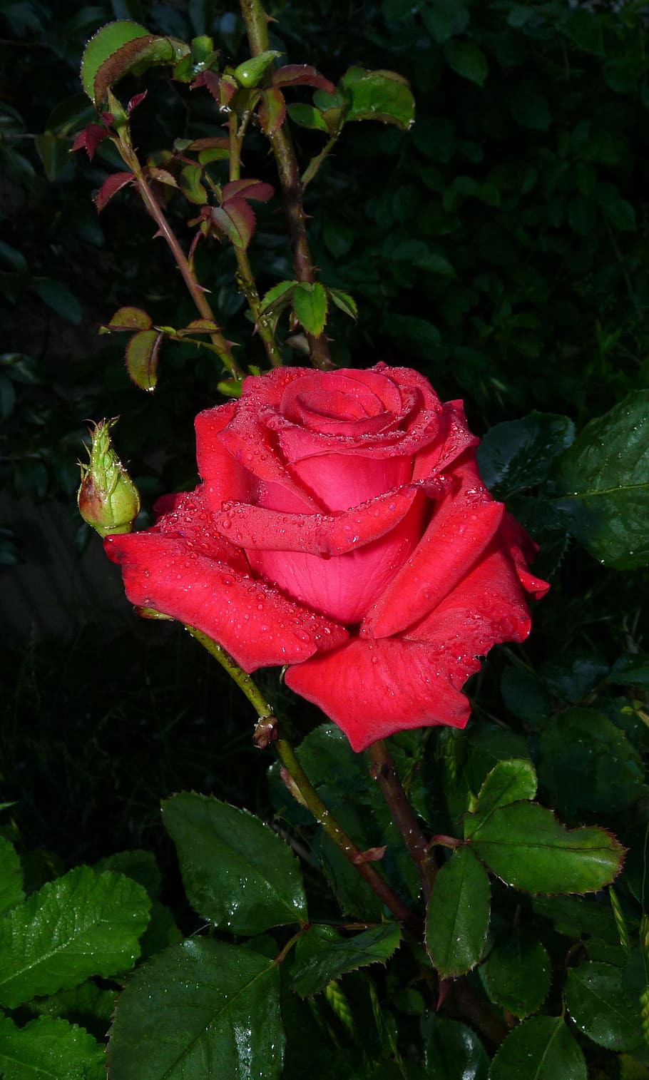 raindrops, red, rose, plant, growth, beauty in nature, flower HD wallpaper