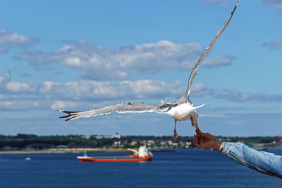 seagull, bird, close, birds, water bird, baltic sea, foraging HD wallpaper