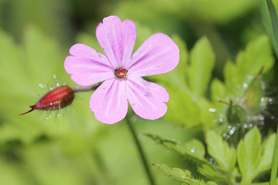 Blossom, Bloom, Forest, Pink, Close, bud, roadside, flower HD wallpaper