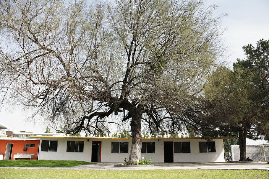 tree, large, dry, white, trunk, sky, ceiling, house, architecture HD wallpaper