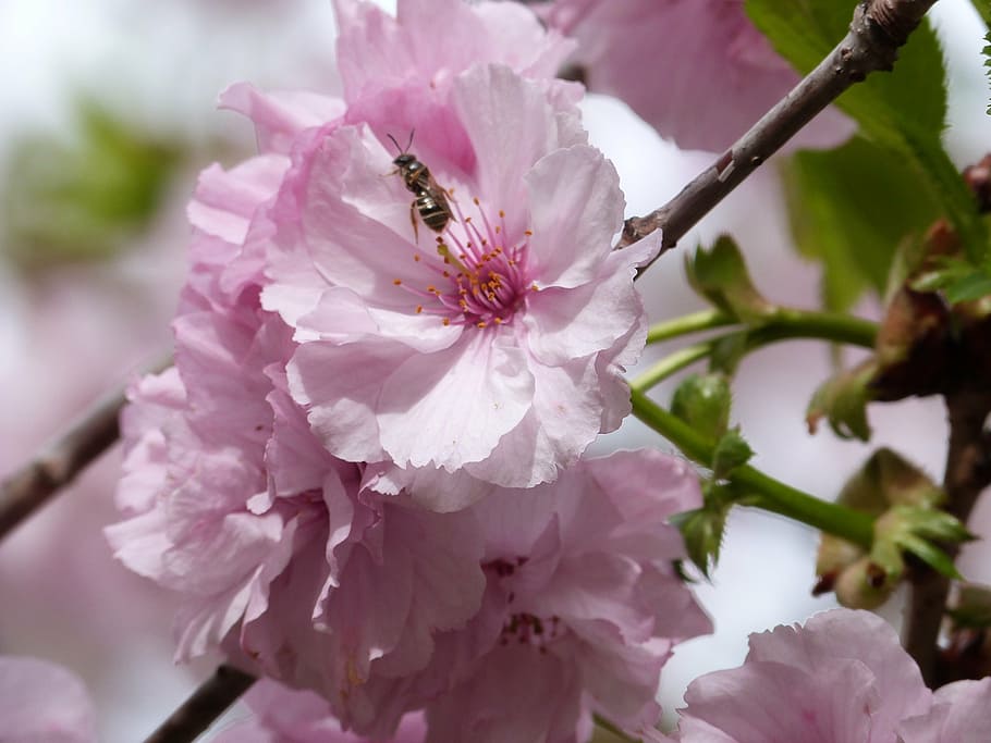 flowering tree, bee, pink, spring, bloom, insects, flying insect HD wallpaper