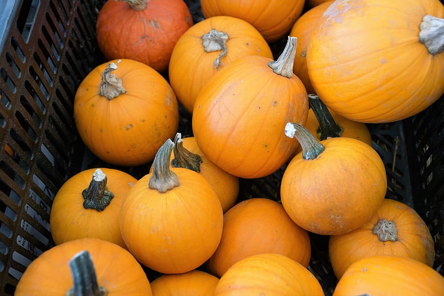 pumpkins, vegan, healthy, eat, cook, market, sale, summer, autumn, HD wallpaper
