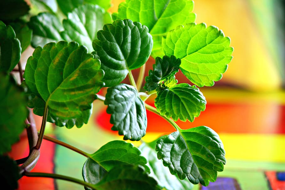 plant, leaf, plants, green, leaves, flowerpot, plant part, green color HD wallpaper