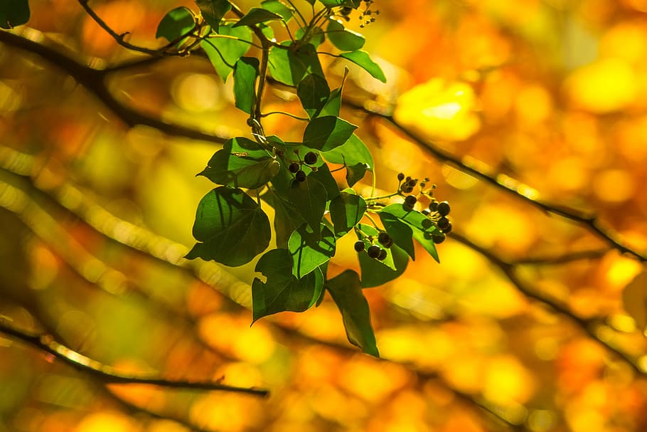 tree, foliage, nature, berry, plant part, leaf, growth, focus on foreground HD wallpaper