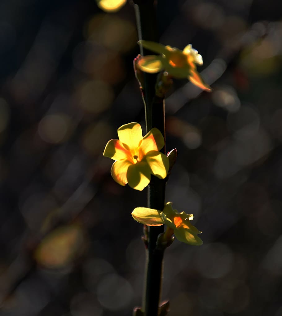 spring, yellow, spring flowers, sunshine, nature, plant, leaf HD wallpaper