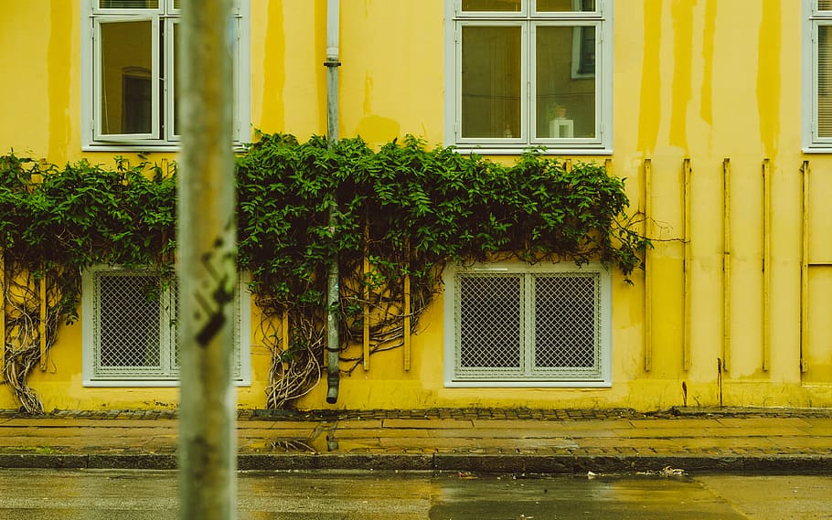Офис на улице растения. Дождь идёт на улице за окном. Yellow House. Что за желтый домик на желтом столбике. Плант улица