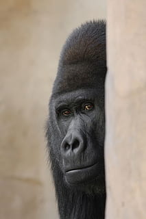 gorilla, zoo, silverback, ape, mammal, animal wildlife, one animal HD wallpaper