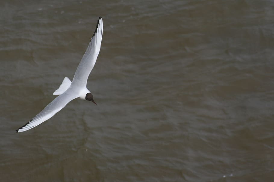 seagull, bird, flight, southwold, flying, animal wildlife, animals in the wild HD wallpaper