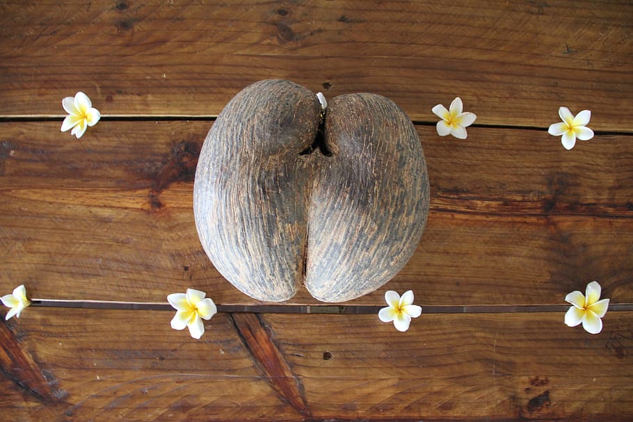 Coco De Mer, Coconut, Seychelles, flower, fragility, wood - material HD wallpaper
