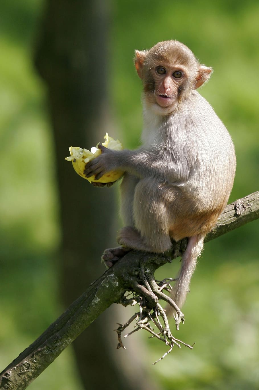 brown monkey sitting on brown branch, fauna, nature, animal HD wallpaper