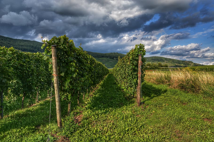 vineyard, wine, winegrowing, landscape, nature, vines, cloud - sky HD wallpaper