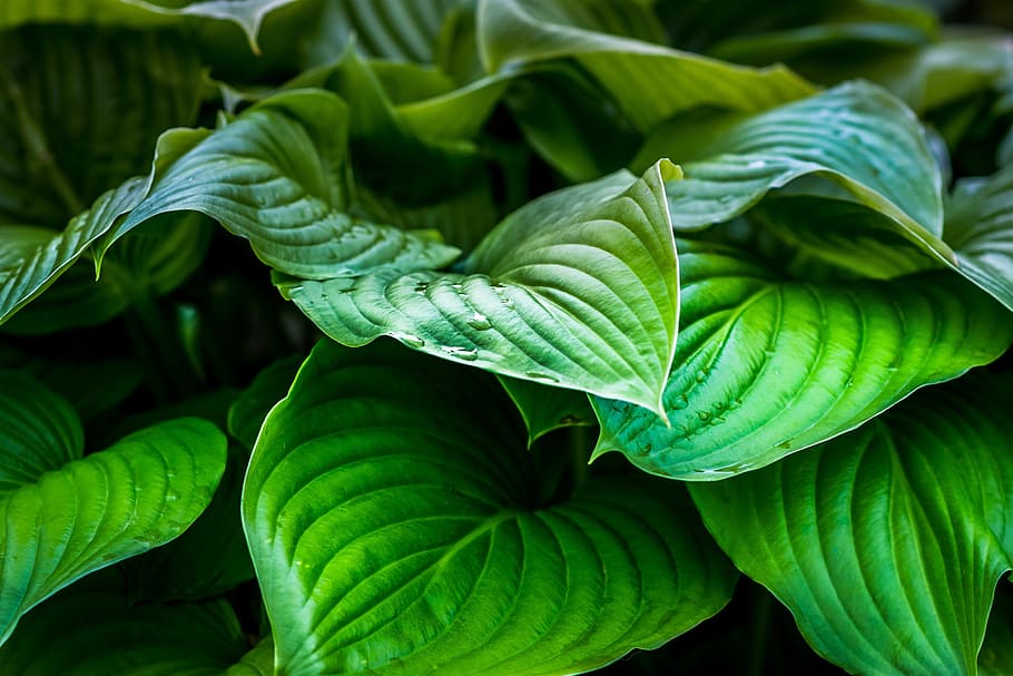 green, leaf, plants, nature, green color, plant part, close-up HD wallpaper