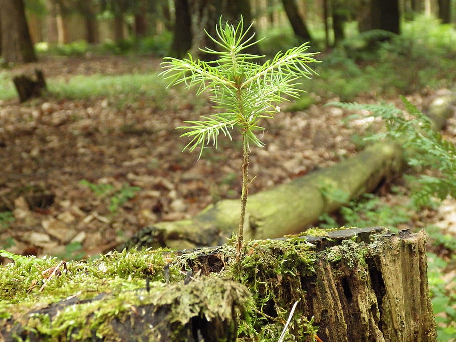 forest, tree, nature, tree seedling, grove, plant, growth, green color HD wallpaper