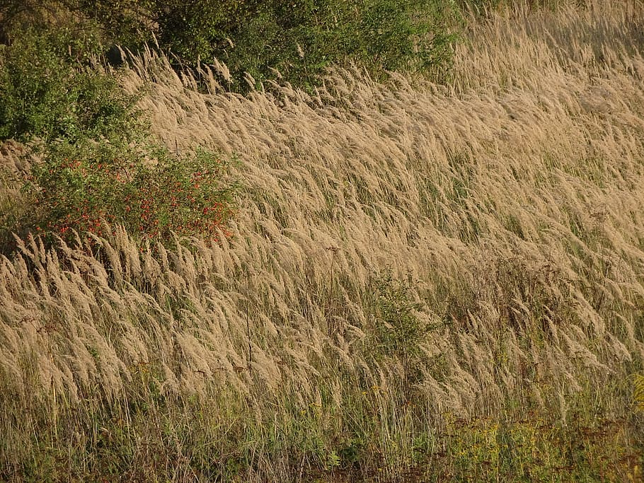 field, spike, wheat, landscape, yellow, autumn, nature official HD wallpaper