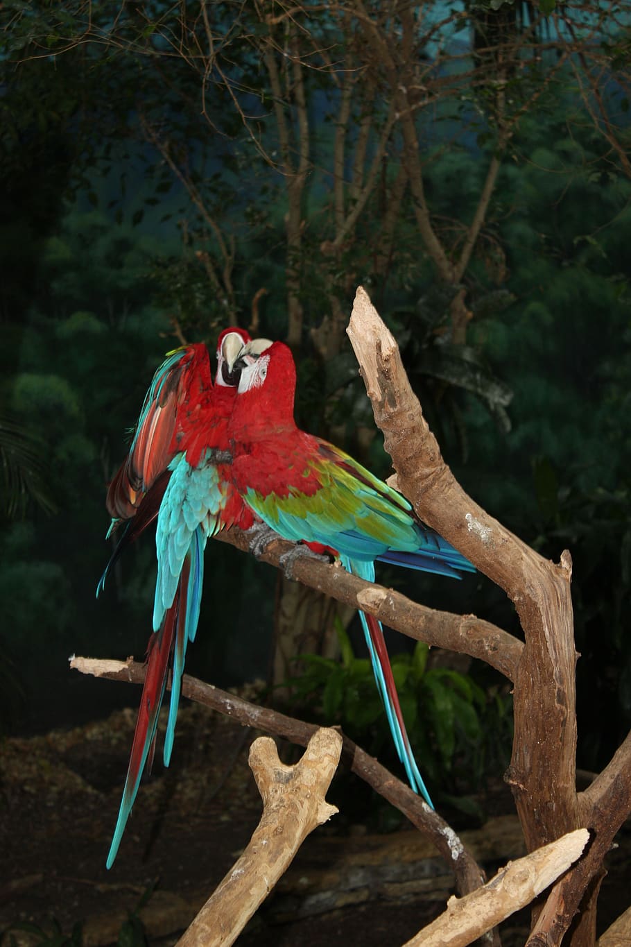 papuay, red, bird, vertebrate, tree, animal themes, animal wildlife HD wallpaper