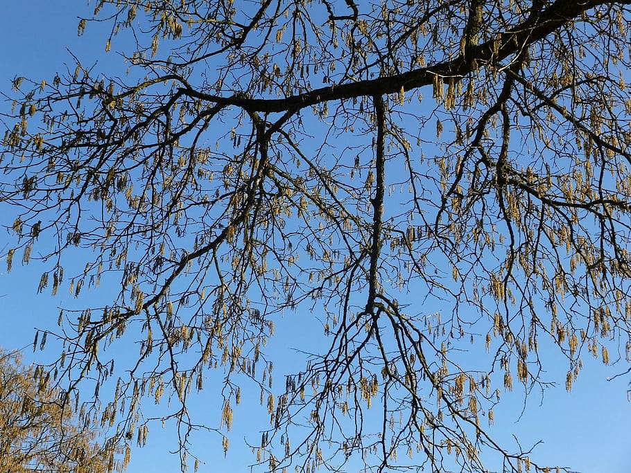 branches, leaves, tree, low angle view, sky, plant, clear sky HD wallpaper