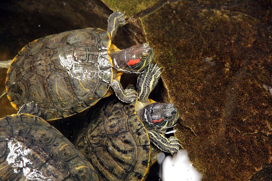 turtle, trachemys scripta, the red-eared terrapins, nature HD wallpaper