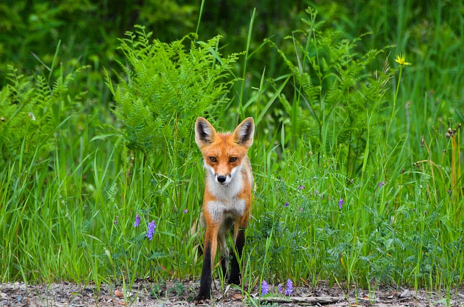 brown fox, wild, nature, animal, wildlife, fur, creature, predator HD wallpaper