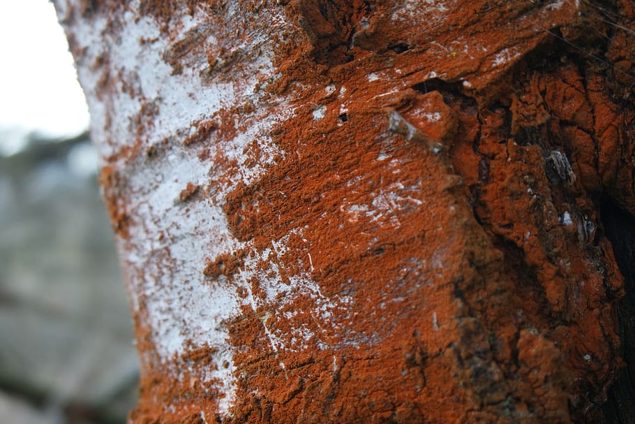 desktop, pattern, nature, abstract, tree, old, fabric, rough HD wallpaper