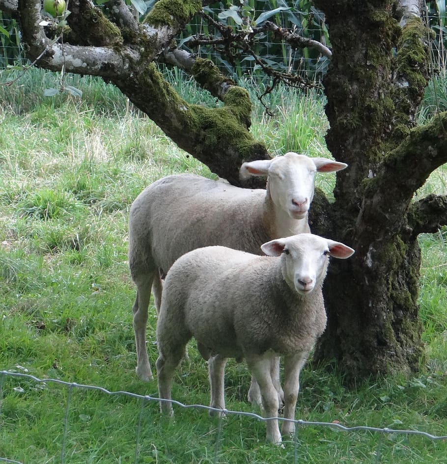 Gray sheep. Овечка на природе. Серая овца. Серые бараны фото. Gray Sheep Project.