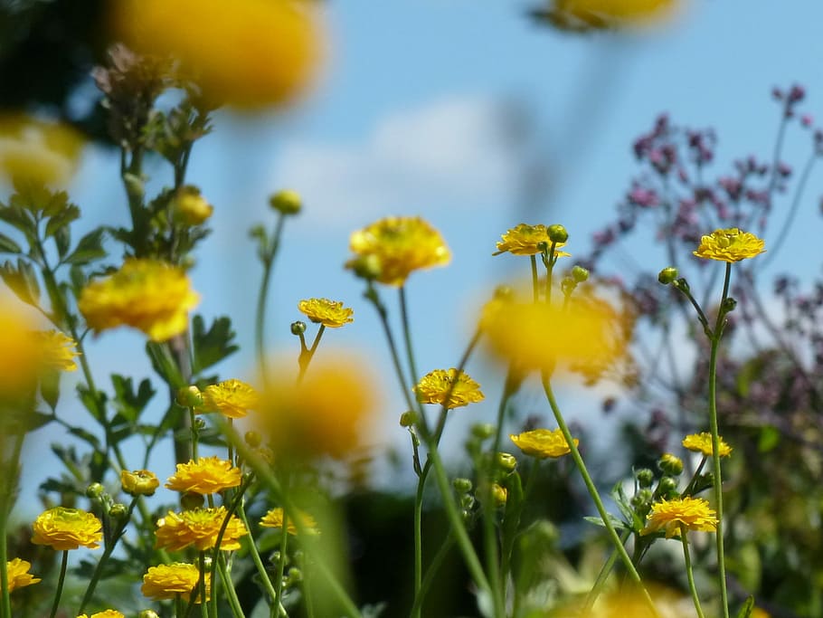 Ranunculus, Yellow, Spring, ranunculus flower, blossom, bloom HD wallpaper