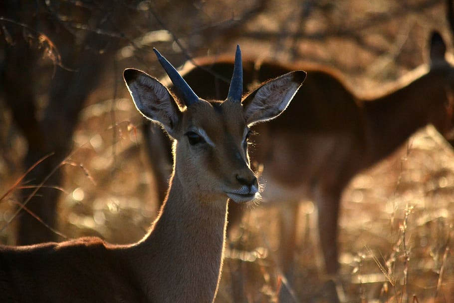 two brown deers, two brown deer on fied, antelope, impala, horns HD wallpaper