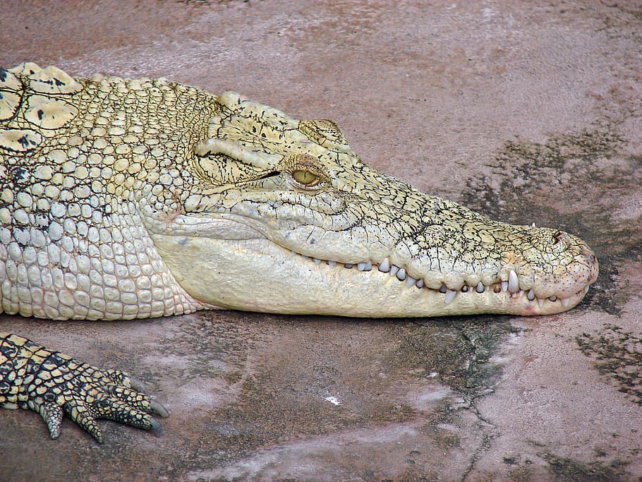 crocodile, profile, close, reptile, animal, animals in the wild HD wallpaper