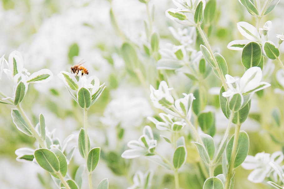 brown bee perched on green leaf plant, selective focus photography of bee on plant HD wallpaper