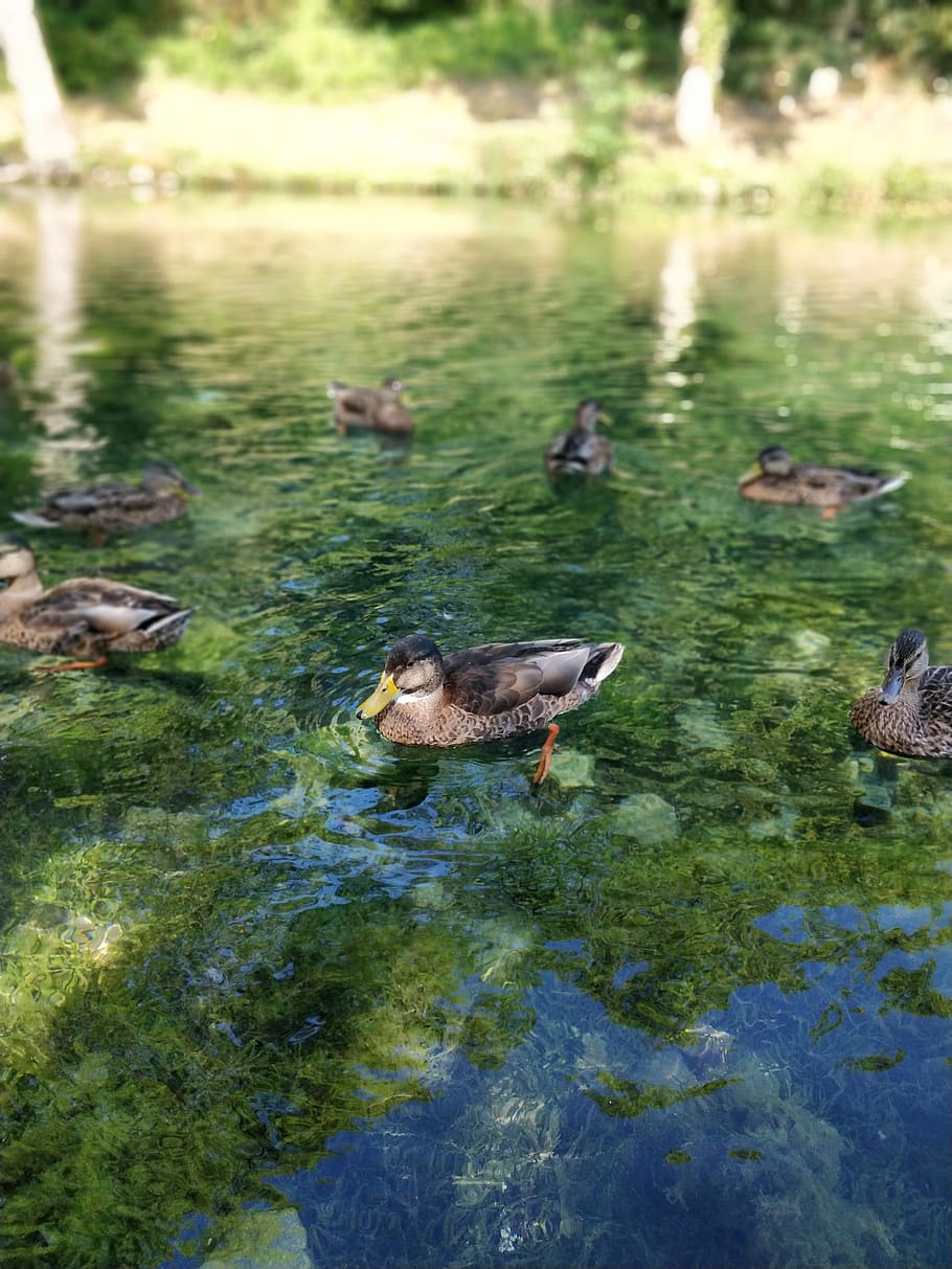 duck, water, algae, summer, bird, animal themes, animals in the wild HD wallpaper