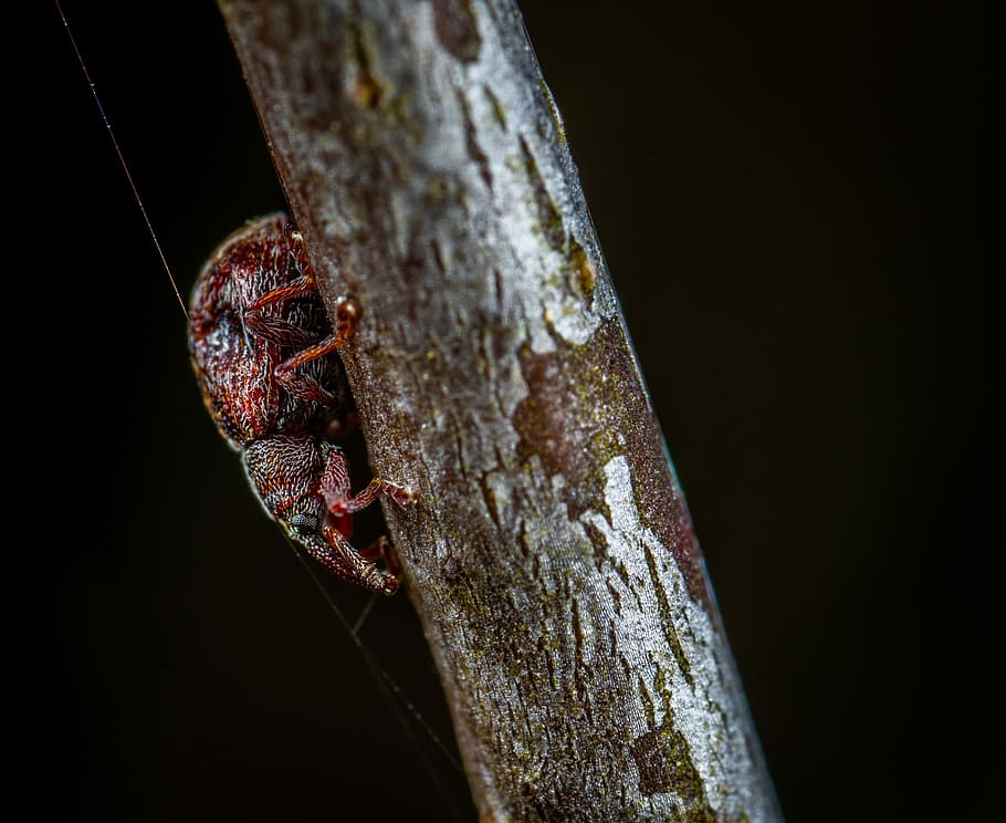 insect, macro, animal wildlife, animal themes, close-up, animals in the wild HD wallpaper