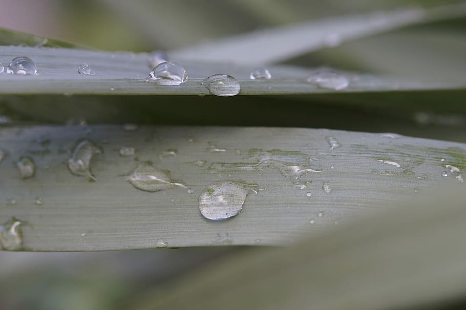Grass, Dew, Raindrop, Drip, dewdrop grass, blades of grass HD wallpaper