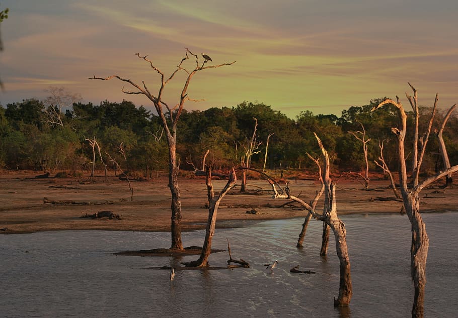 Bare Trees during Golden Hour, beach, dawn, desert, drought, dry HD wallpaper