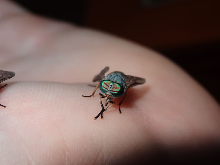 insects, animals, tabanos, one person, human body part, human hand HD wallpaper