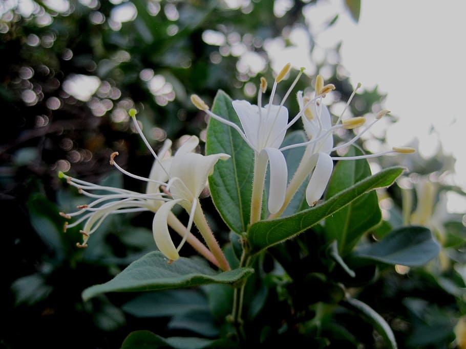 flowers, honeysuckle, trumpet shaped, stamen, petals delicate, HD wallpaper