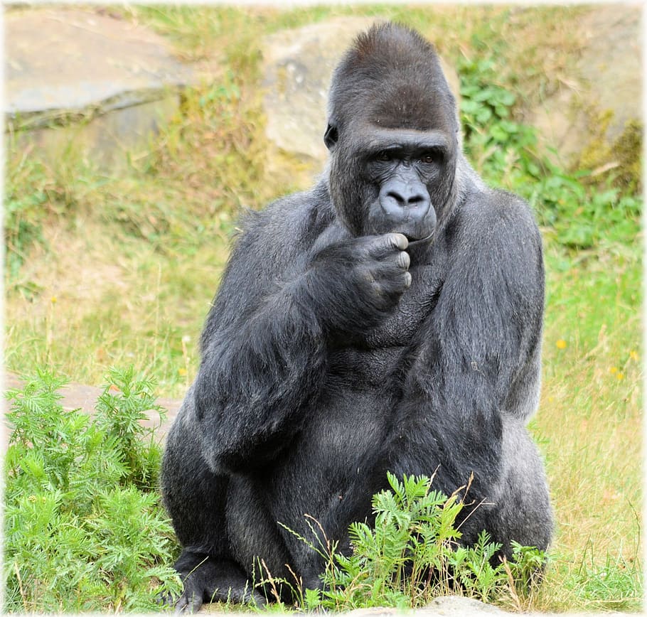 gorilla, zoo, series, monkey, monkeys, holland, amsterdam, animal HD wallpaper