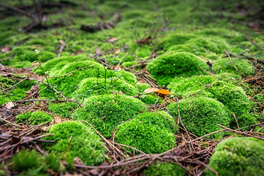 green molds on stone, moss, forest, nature, public record, fluffy HD wallpaper