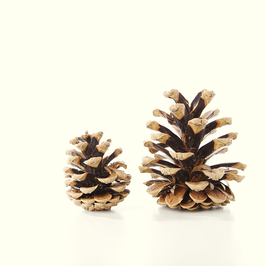 two brown pine cones decor, tap, fir, decoration, christmas, scale, HD wallpaper