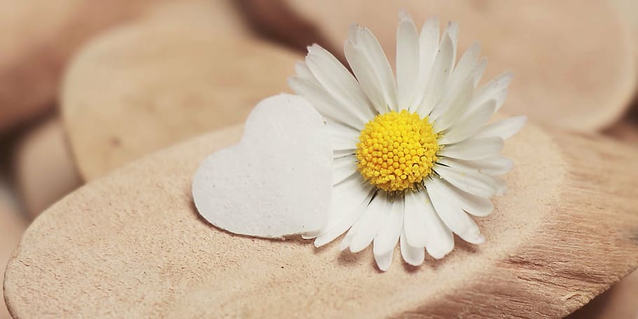 white daisy on brown surface, heart, herzchen, blossom, bloom HD wallpaper