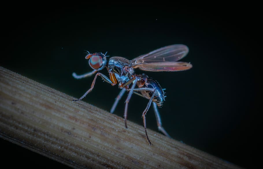 insect, fly, wing, animals, animal themes, invertebrate, one animal HD wallpaper