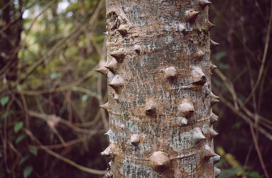 trunk, nature, thorns, wood, tree, shell, single, crown, wallpaper HD wallpaper