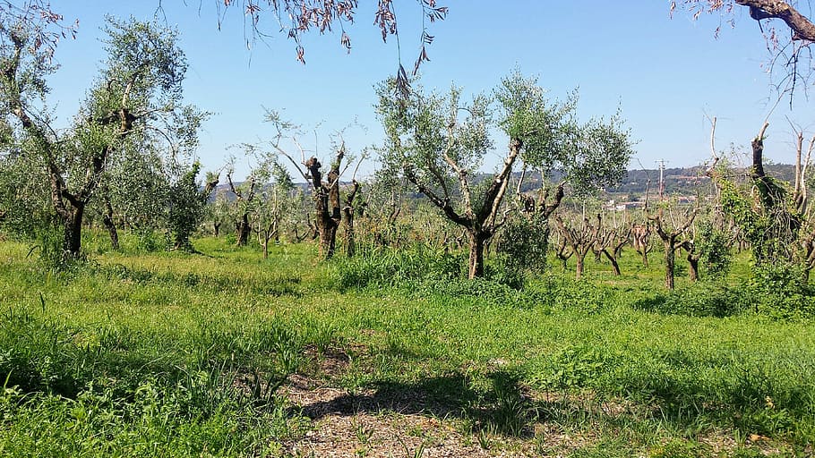 landscape, trees, italy, nature, branches, dead trees, plant HD wallpaper